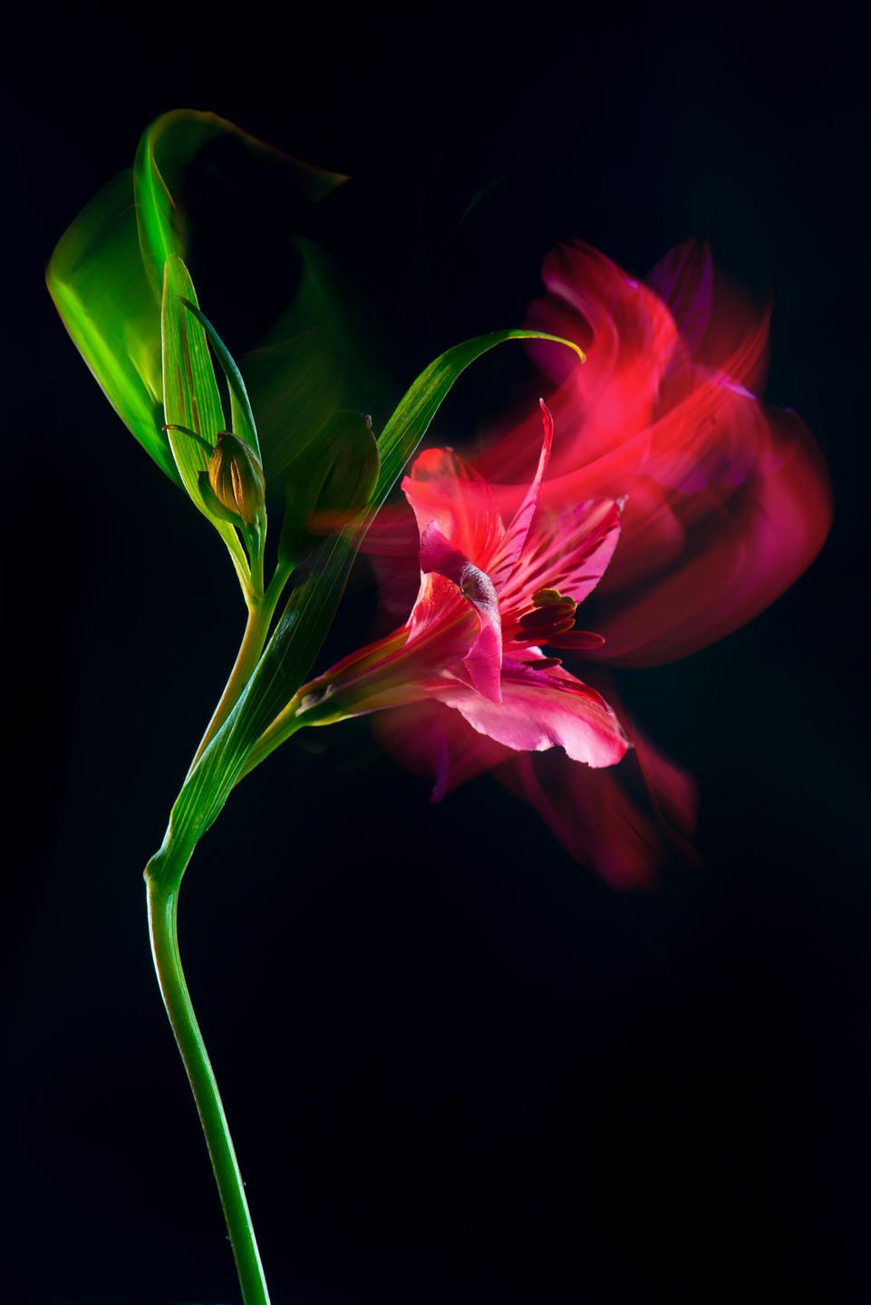 How to create a dynamic flower photo composition – Affinity Spotlight