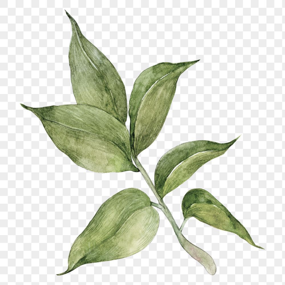 Download premium png of Aesthetic leaf png sticker, transparent background by maprang about png, pla