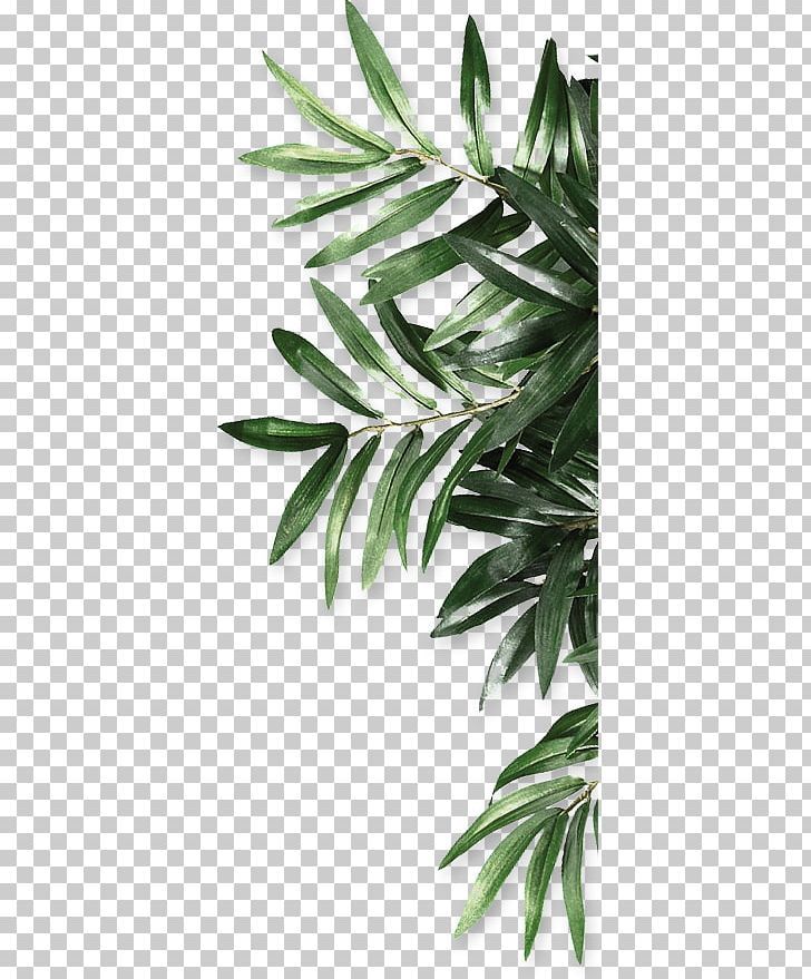 Leaf Be Natural Organics Android PNG