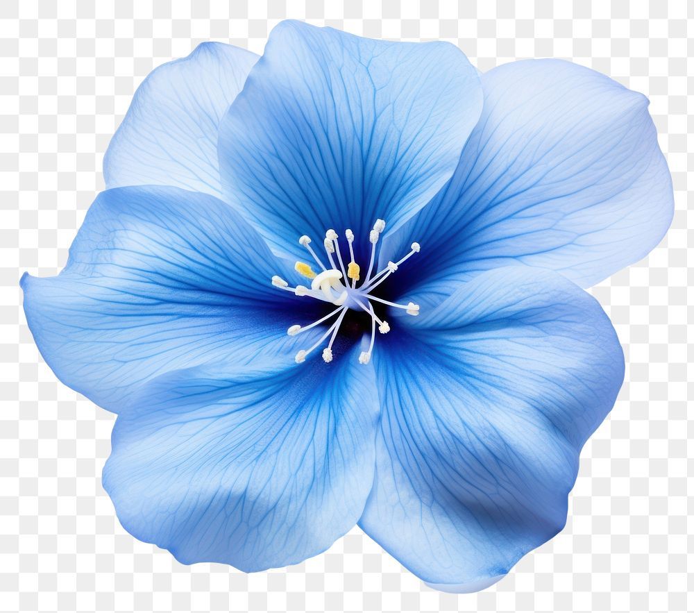 Download premium png of PNG Flower blossom petal plant transparent background by audi about blue flower png, blue rose png, png, rose, and flower 12098735