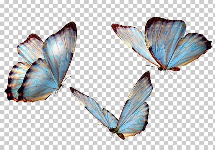 Butterfly PNG