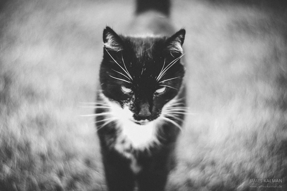 Lomography – The Importance of Subject Isolation in Photography