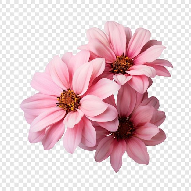 Gorgeous pink flowers bloom isolated on transparent background | Premium AI-generated PSD
