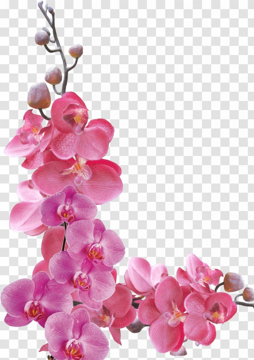 Flower Orchids Petal – Pink – Orchid PNG