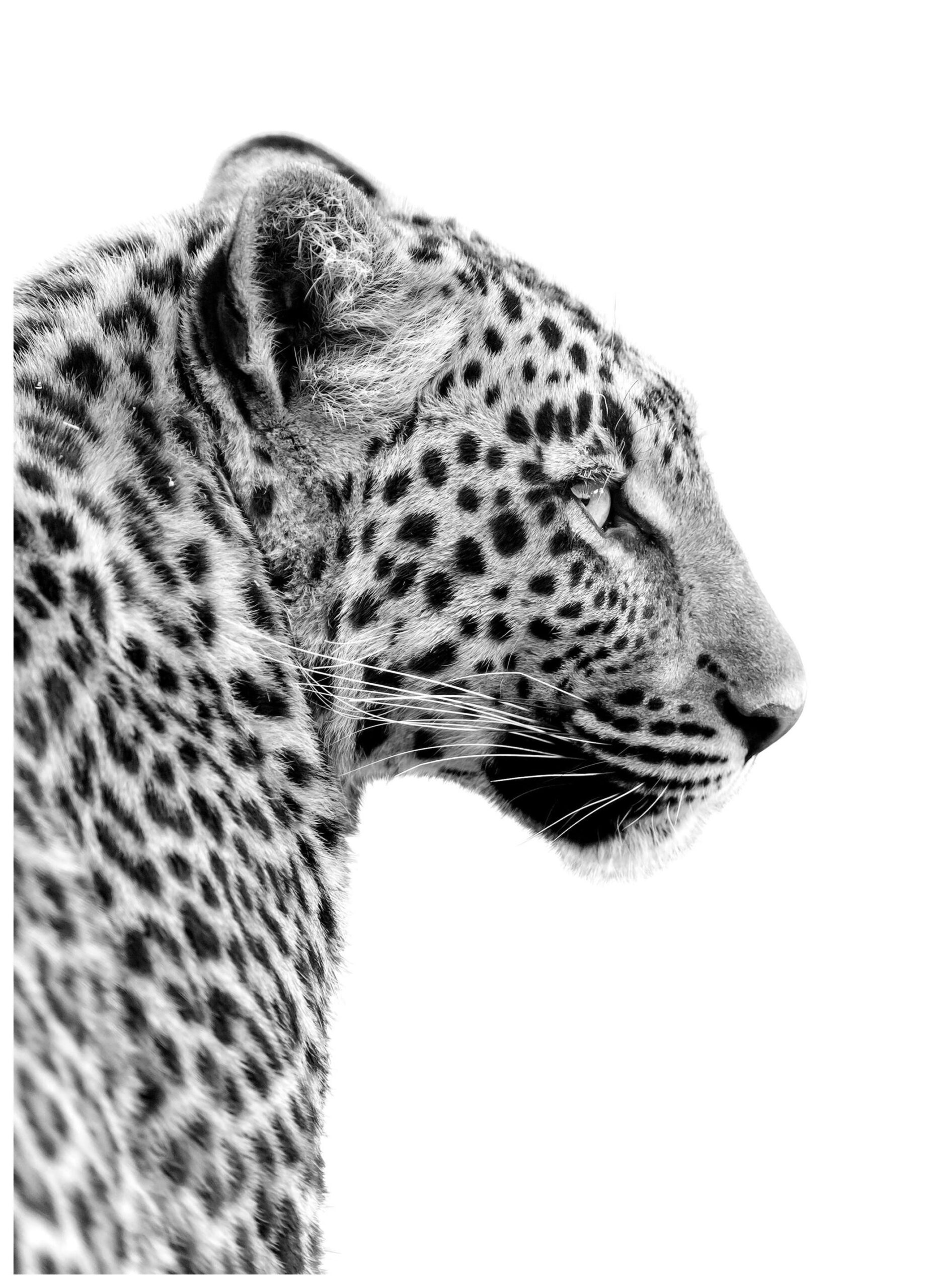 Léopard Poster (50×70 cm) – Poster Store