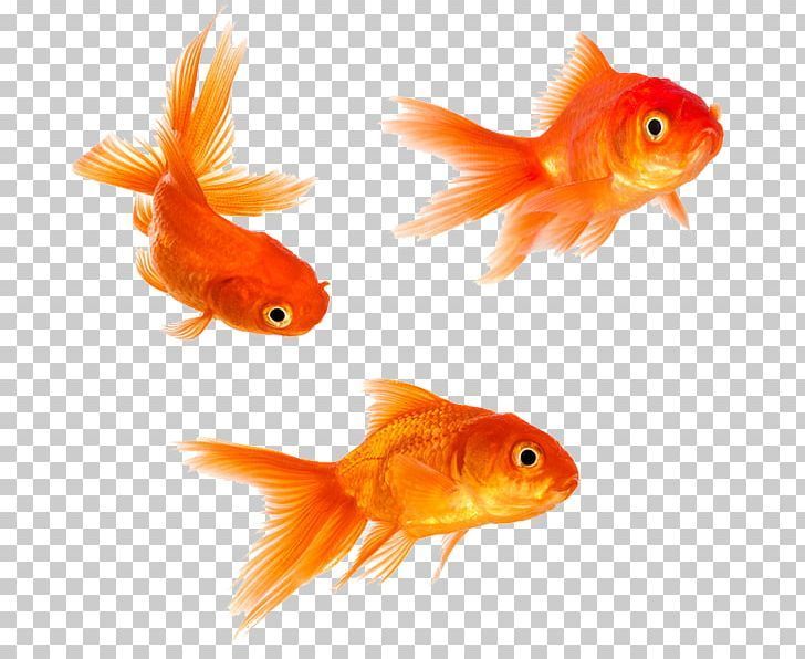 Goldfish Stock Photography PNG – Free Download