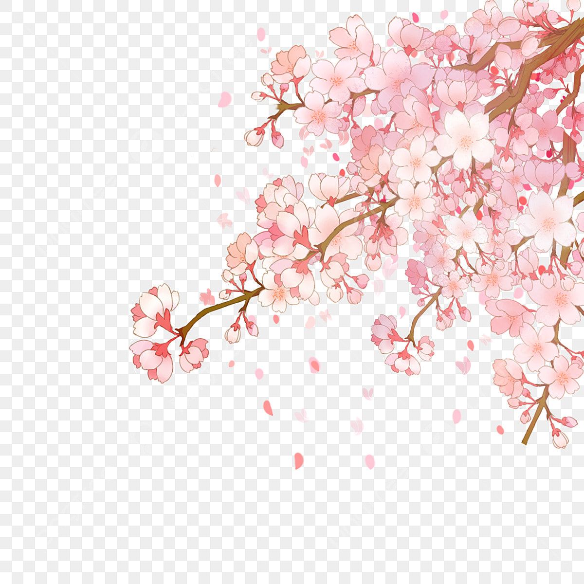 桜の木 さくら支店イラスト画像とPSDフリー素材透過の無料ダウンロード – Pngtree