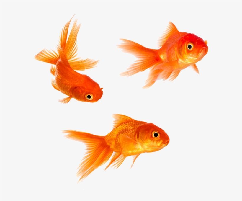 Adorable Goldfish PNG: Free Transparent Download