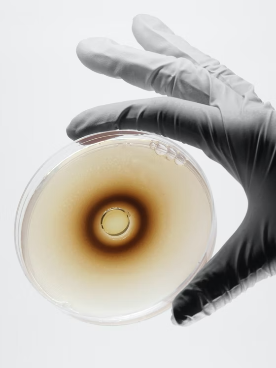 AREA 17 — Brand, experience, and technology transformation