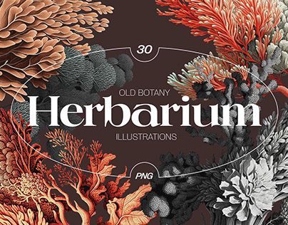 Herbarium – quaint old botany illustrations – ✦ AI Crafted Magnolia ✦