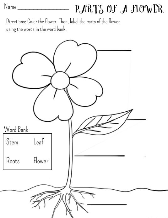 Labeling Parts of a Flower Worksheet