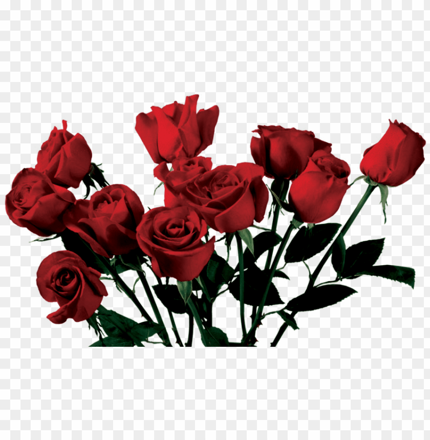 Rose Aesthetic PNG Transparent With Clear Background ID 81351 | TopPNG