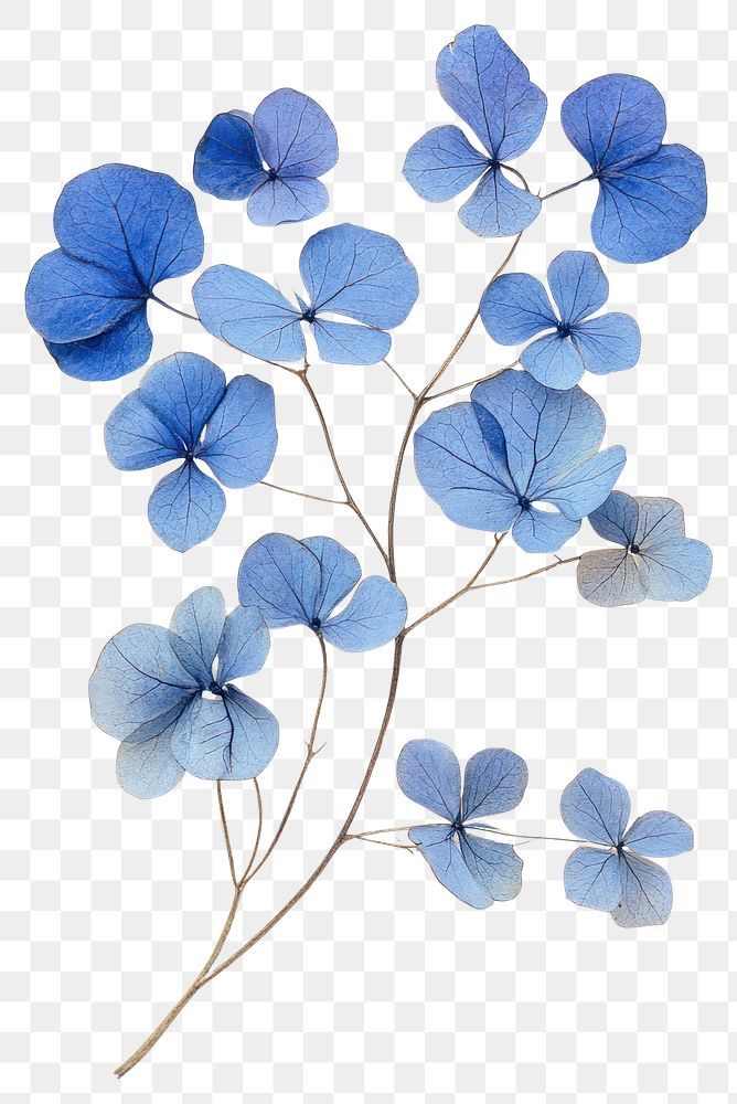 Download premium png of PNG Real Pressed blue hortensia flowers pressed art. by Bambamfefe about real flower png, flowers, blue floral, hortensia png, and hortensia 16496805