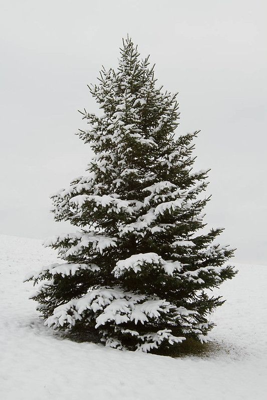 Solitary snow tree