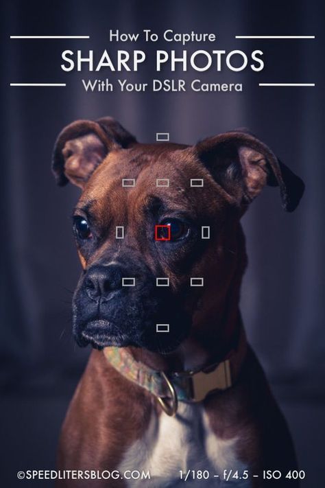 How To Take Sharp Photos: Camera Settings and Focus Points and more