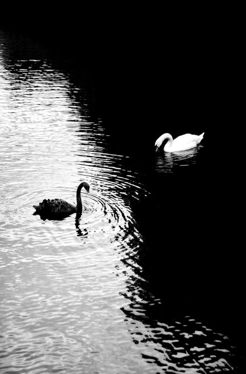 ☯️ Swan duo by Alan Schaller