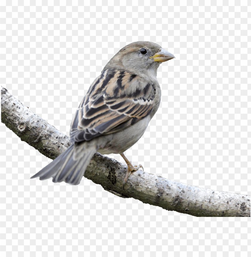 House Bird Finch American Sparrows – House Sparrow PNG Transparent With Clear Background ID 235423 | TopPNG