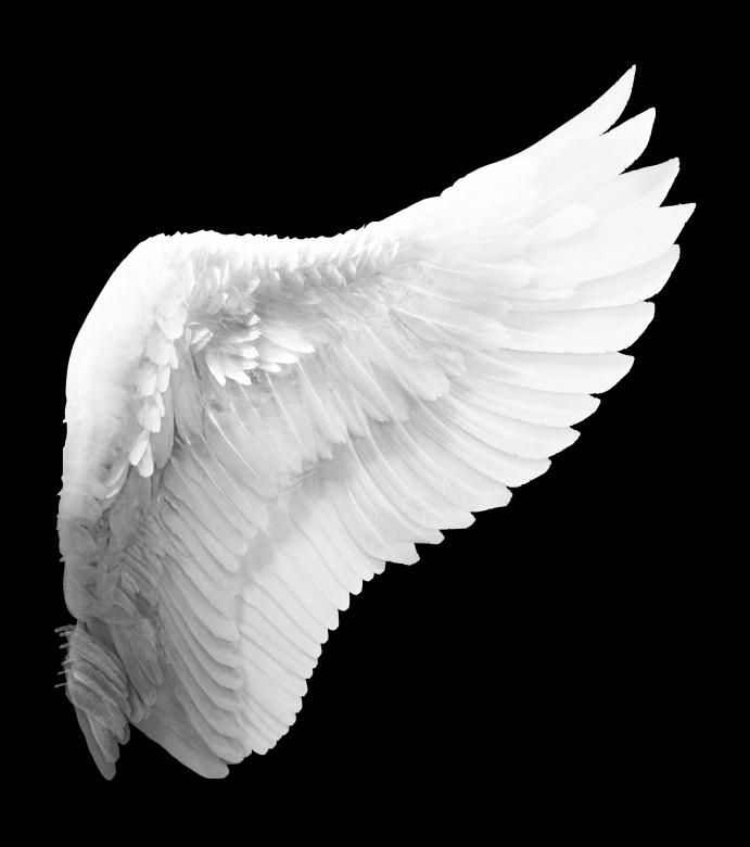 Free Stock Photo of White Angel Wing
