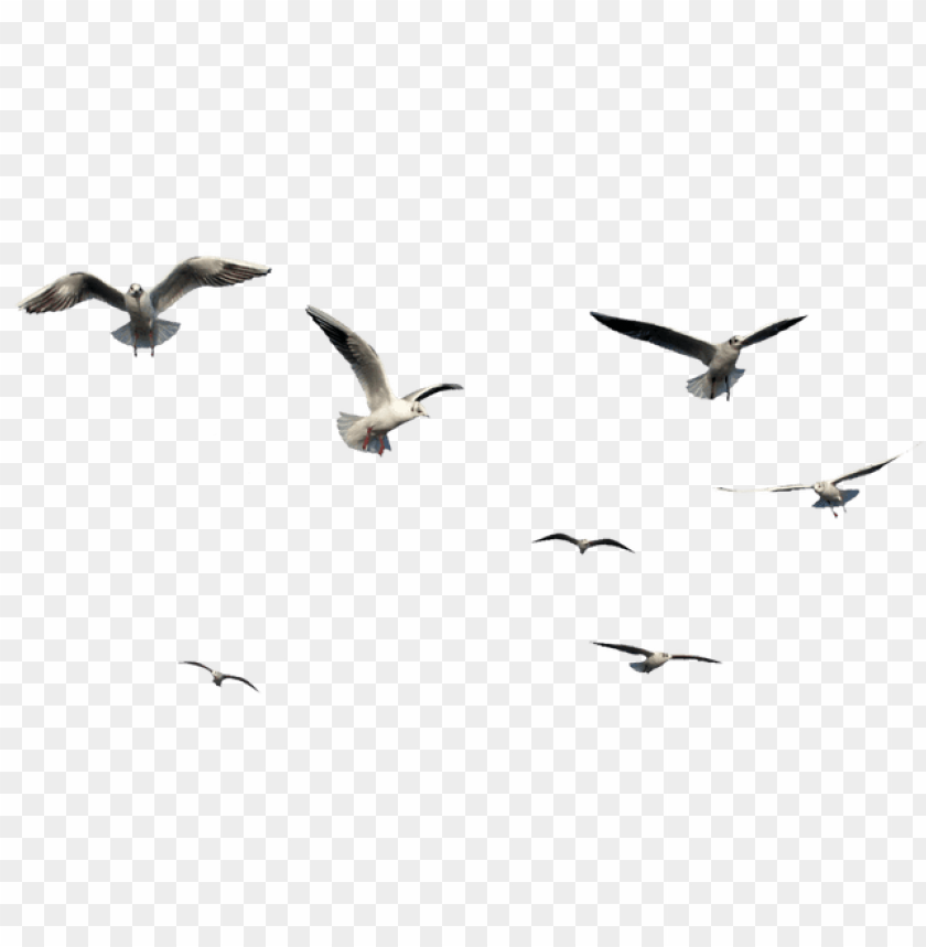 Flying Bird Bird PNG Transparent With Clear Background ID 89327 | TopPNG