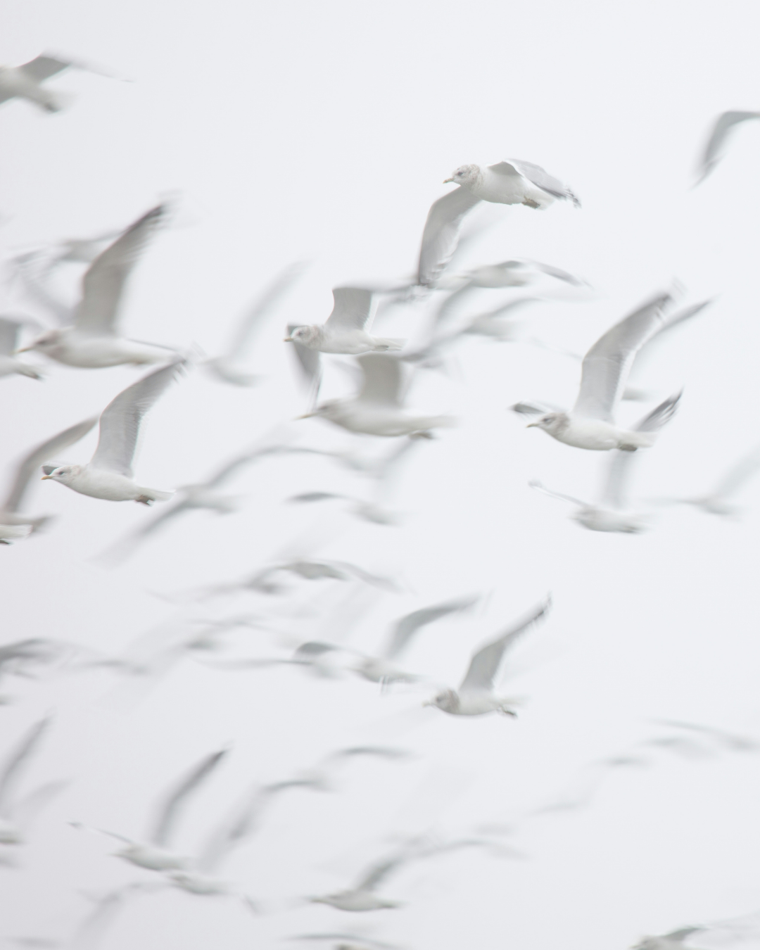 FULL WHITE NO. 253 – Hout/kunststof/metaal buiten / Exterior (buitenlak) gloss / 500 ml