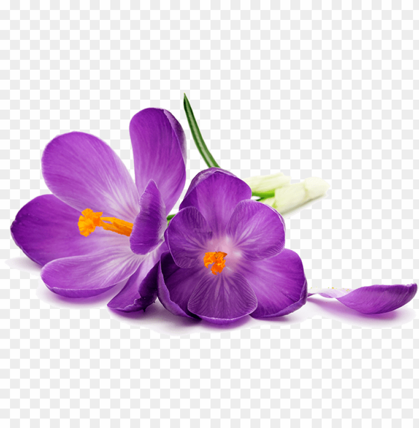 Urple Flowers Png Image Transparent – Purple Flower On A White Background PNG Transparent With Clear Background ID 174894 | TopPNG