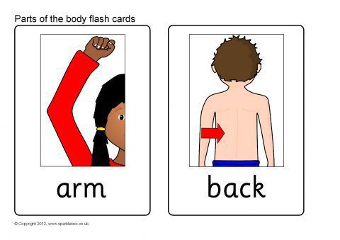Parts of the Body Flash Cards (SB8255)