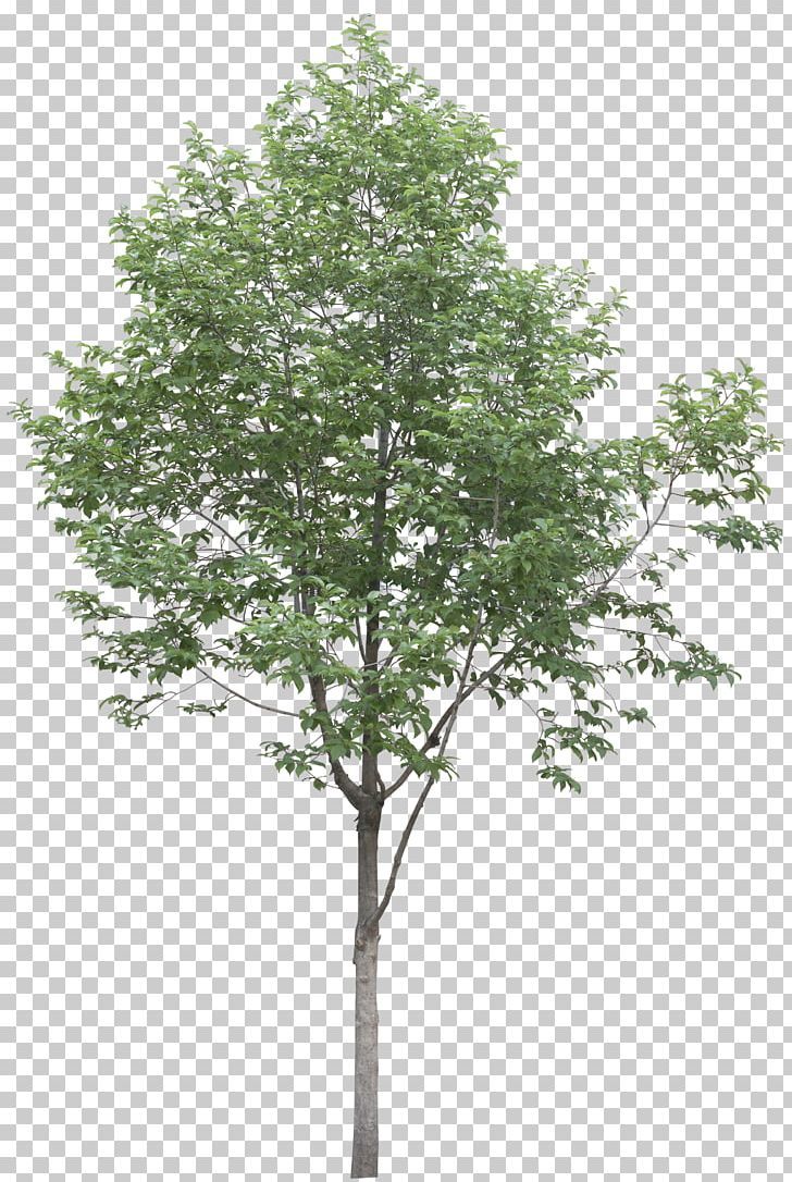 Plane Trees Populus Alba Plant PNG
