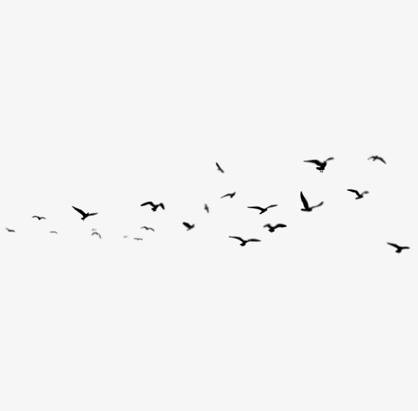 Birds Clipart Transparent PNG Hd, Birds, Bird, Sketch PNG Image For Free Download