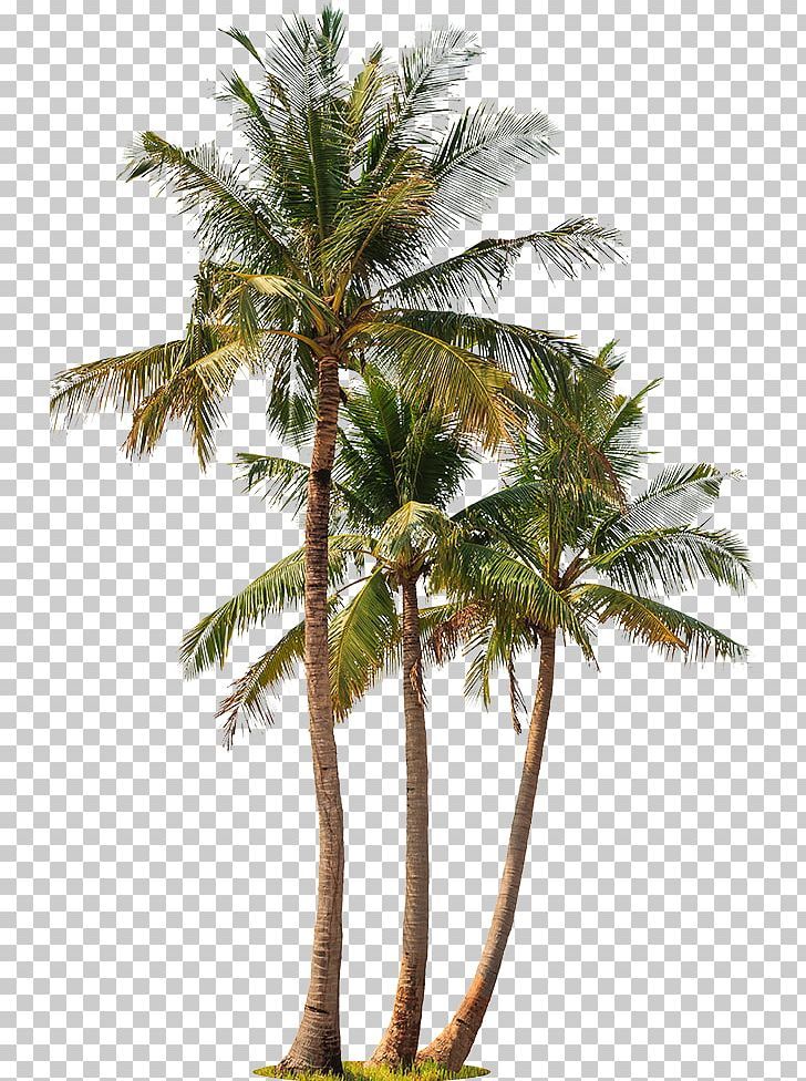 Asian Palmyra Palm Coconut Palm Trees Babassu Stock Photography PNG