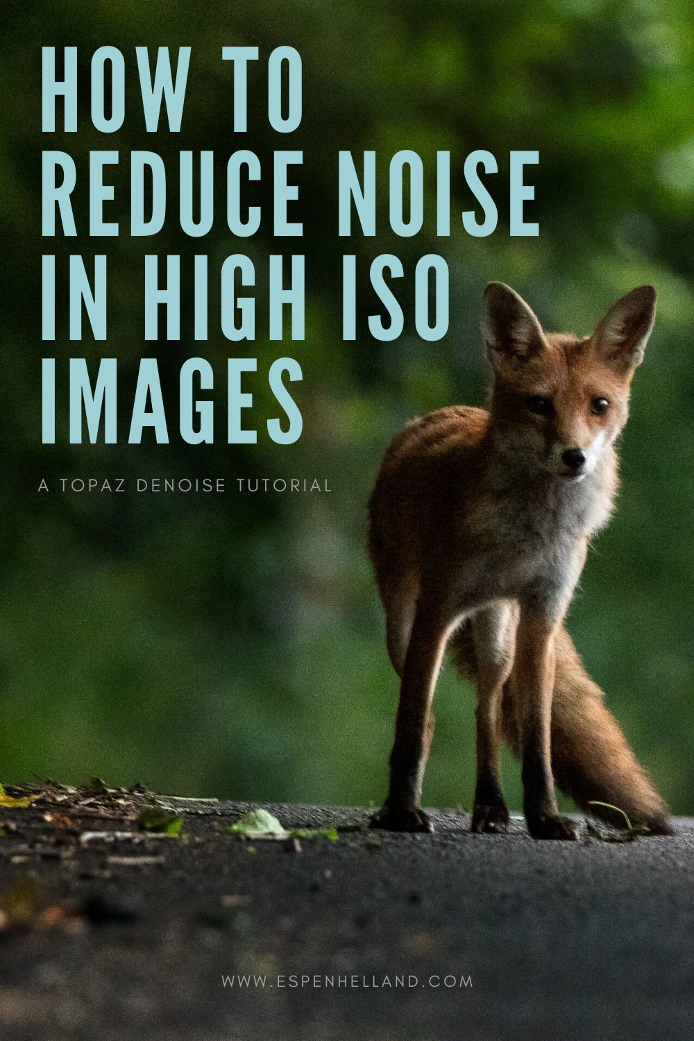 How to Reduce Noise in a Photo | Rescue High ISO Images – espenhelland.com